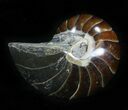 Cretaceous Nautilus Fossil - Madagascar #29646-1